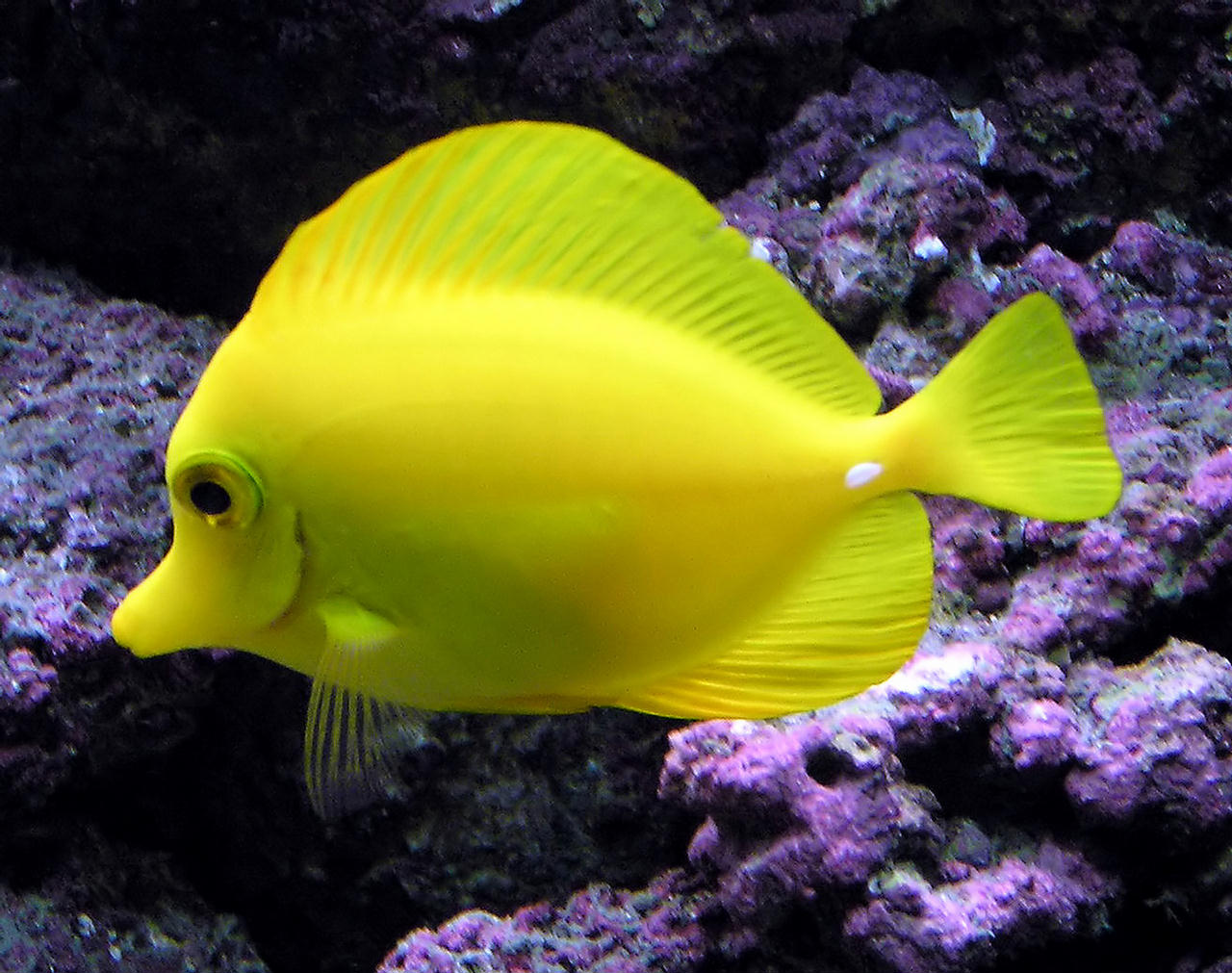 Zebrasoma flavescens (Pesce chirurgo giallo)